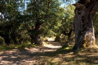 El Camino de San Olav